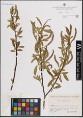 Foto von Salix fragilis L.